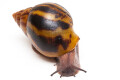 Achatina achatina achatina Ghana typ 1e semiadult, 9,2cm
